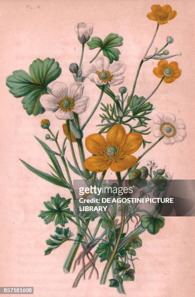 Water crowfoot , 2 Ivy leaved crowfoot , 3 Alpine white crowfoot , 4 Great spearwort , 5 Lesser spearwort , chromolithograph, ca cm 14x22, from The...