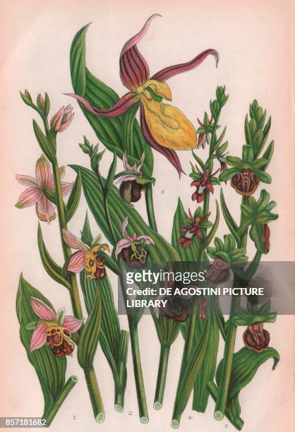 Bee ophrys , 2 Late spider ophrys , 3 Spider ophrys , 4 Fly ophrys , 5 Common lady's slipper , chromolithograph, ca cm 14x22, from The Flowering...