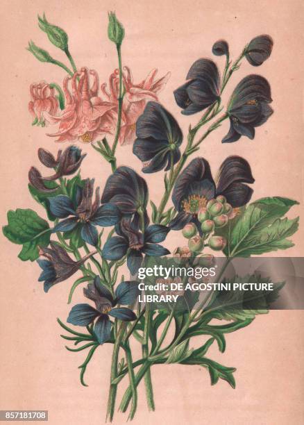 Common columbine , 2 Field Larkspur , 3 Monks hood , 4 Bane berry , chromolithograph, ca cm 14x22, from The Flowering Plants, Grasses, Sedges, and...