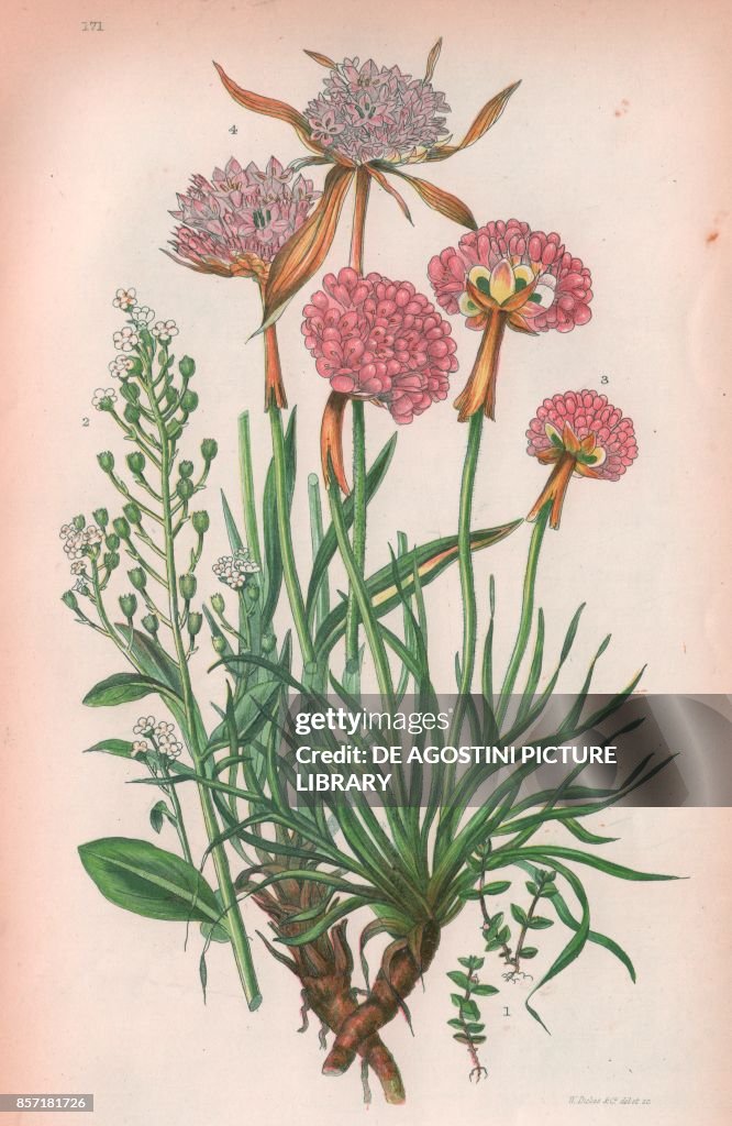 Plants, chromolithograph