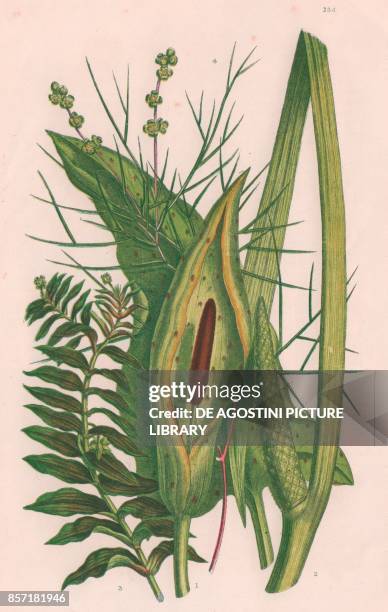 Cuckoo pint , 2 Sweet sedge , 3 Opposite leaved pondweed , 4 Fennel leaved pondweed , chromolithograph, ca cm 14x22, from The Flowering Plants,...