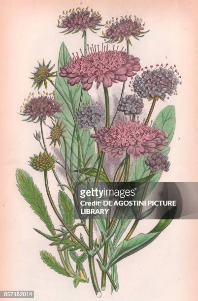 Devil's bit scabious , 2 Small scabious , 3 Field knautia , chromolithograph, ca cm 14x22, from The Flowering Plants, Grasses, Sedges, and Ferns of...