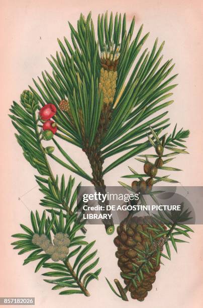 Scotch fir , 2 Juniper , 3 Yew , chromolithograph, ca cm 14x22, from The Flowering Plants, Grasses, Sedges, and Ferns of Great Britain, by Anne Pratt...