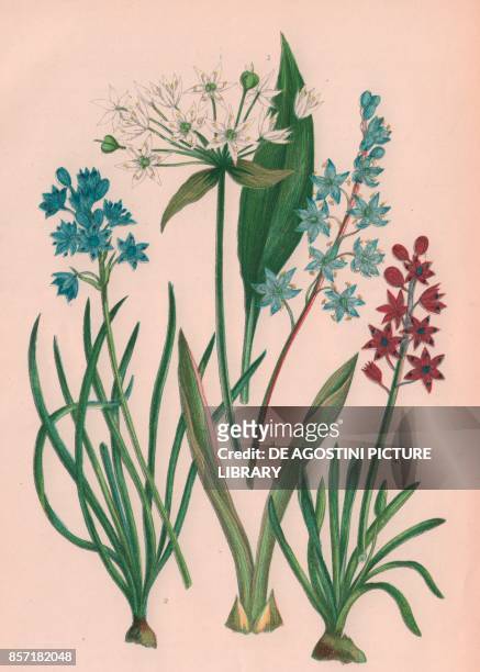Broad leaved garlic or ramson , 2 Vernal squill , 3 Twin leaved squill , 4 Autumnal squill , chromolithograph, ca cm 14x22, from The Flowering...
