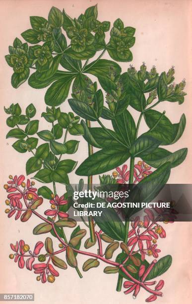 Purple spurge , 2 Sun spurge , 3 Broad leaved Warted spurge , 4 Iris spurge , chromolithograph, ca cm 14x22, from The Flowering Plants, Grasses,...