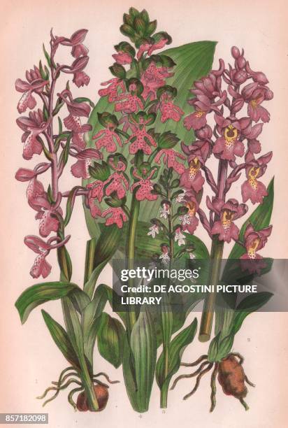 Green winged meadow orchis , 2 Early purple orchis , 3 Dwarf dark winged orchis , 4 Great brown winged orchis , chromolithograph, ca cm 14x22, from...