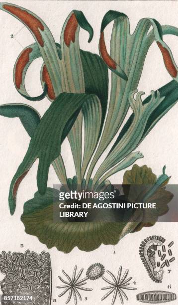 Triangular staghorn , Elkhorn fern , colour copper engraving, retouched in watercolour, 9x15 cm, from Dizionario delle scienze naturali compilato da...