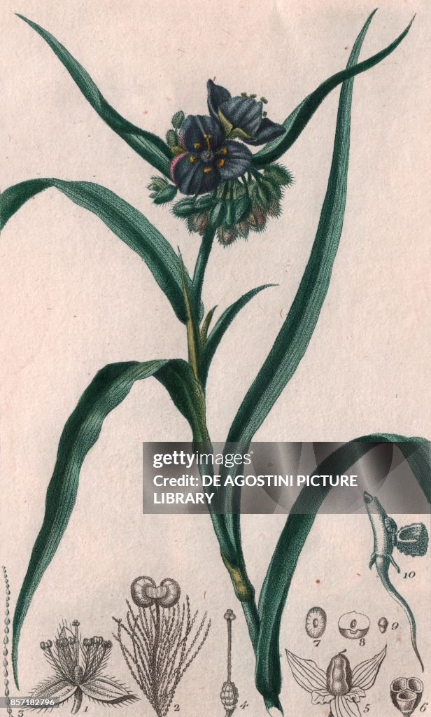 Virginia spiderwort (Tradescantia virginiana)