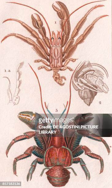 Pagurus excavatus 2 Hermit crab inside a shell Coconut crab or Robber crab , colour copper engraving, retouched in watercolour, 9x15 cm, from...