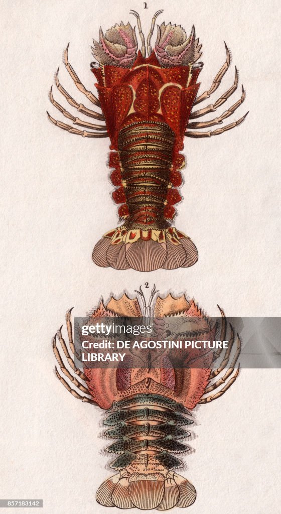 Decapoda Macrura: Shovelnosed lobster, Balmain bug