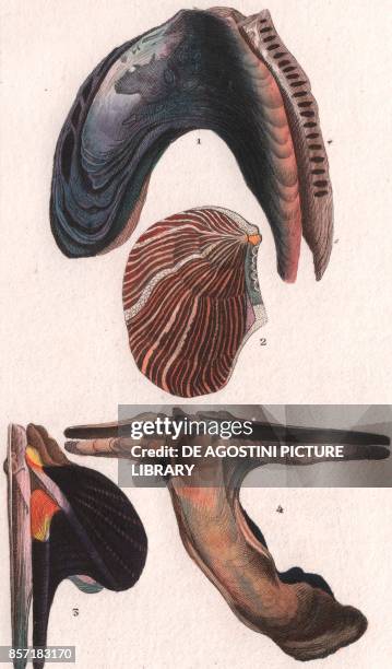 Isognomon isognomum, 2 Crenatula picta, 3 Wing shell , 4 Hammer-shaped mollusc Malleus malleus, colour copper engraving, retouched in watercolour,...