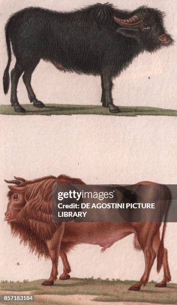 Water buffalo , 2 Urus or Ure , colour copper engraving, retouched in watercolour, 9x15 cm, from Dizionario delle scienze naturali compilato da vari...