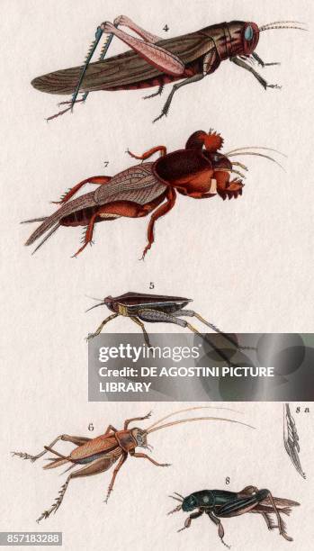 Migratory locust , 5 Two-spotted groundhopper , 6 House cricket, 7 European Mole cricket , 8 Tridactylus paradoxus, colour copper engraving,...