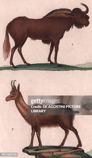 White-tailed gnu , 2 Chamois , colour copper engraving, retouched in watercolour, 9x15 cm, from Dizionario delle scienze naturali compilato da vari...