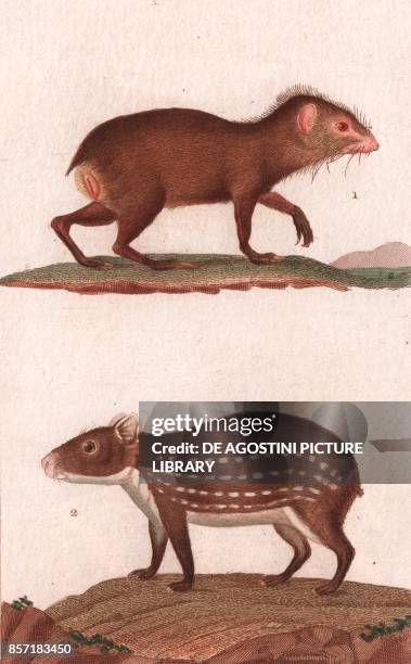 Agouti , 2 Paca , colour copper engraving, retouched in watercolour, 9x15 cm, from Dizionario delle scienze naturali compilato da vari professori del...