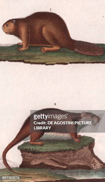 North American beaver , 2 White-bellied mosaic-tailed rat , colour copper engraving, retouched in watercolour, 9x15 cm, from Dizionario delle scienze...