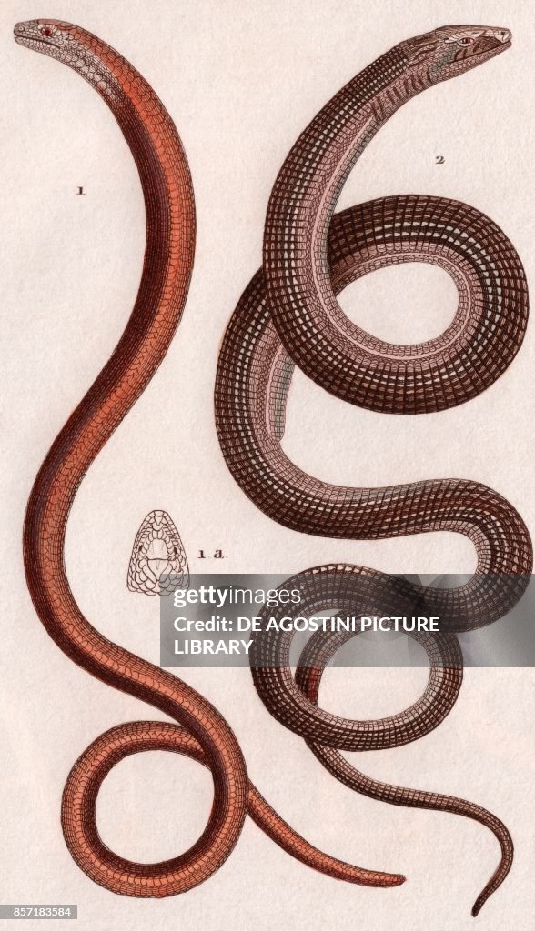 1 Three-toed skink, 2 Eastern glass lizard