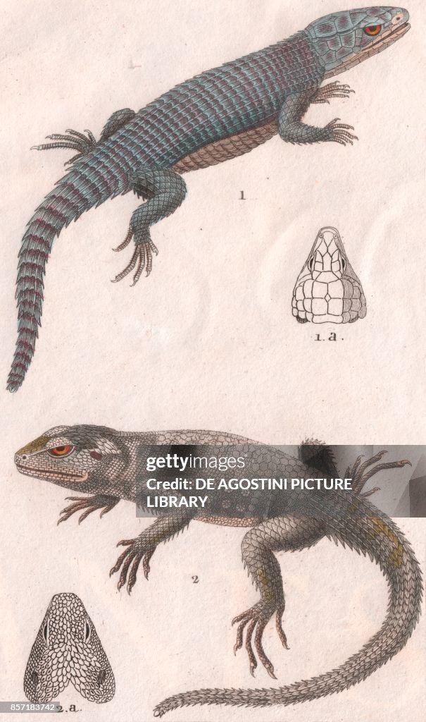 1 Girdled lizard, 2 Mediterranean house gecko