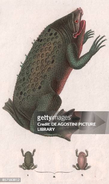 Common Suriname toad or Star-fingered toad , colour copper engraving, retouched in watercolour, 9x15 cm, from Dizionario delle scienze naturali...
