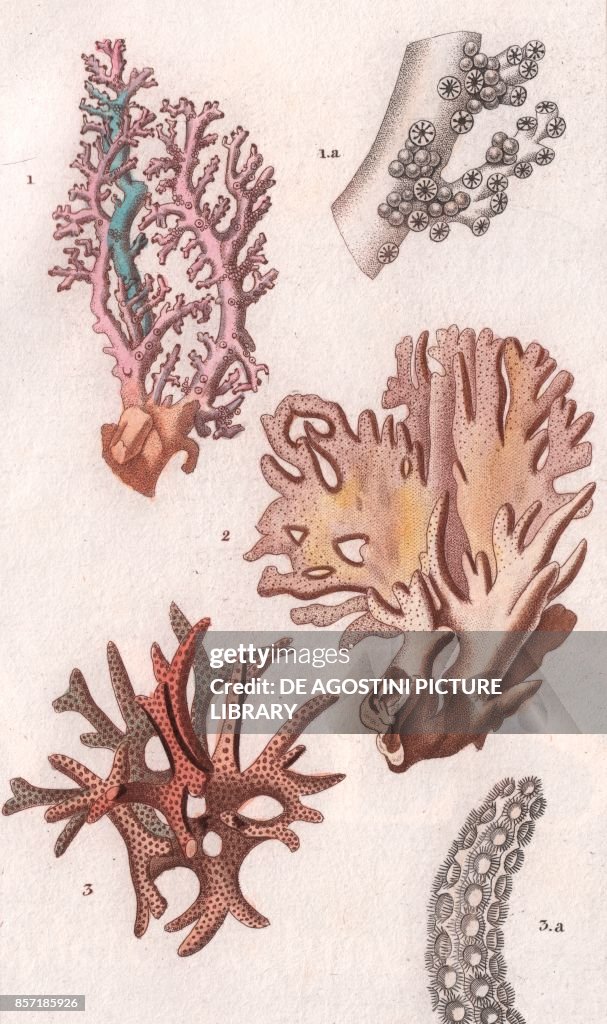 1 Oculina, 2 Fire corals, 3 Bush coral