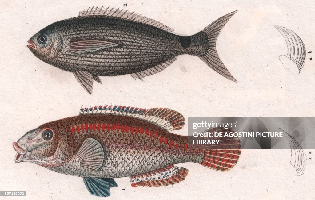 1 Cuckoo wrasse, 2 Saddled seabream