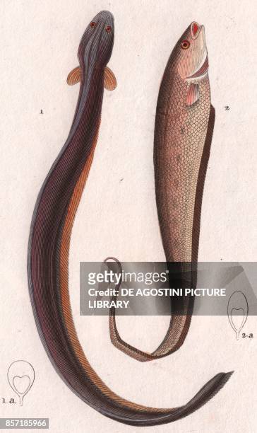 Electric eel , 2 Banded knifefish , colour copper engraving, retouched in watercolour, 9x15 cm, from Dizionario delle scienze naturali compilato da...