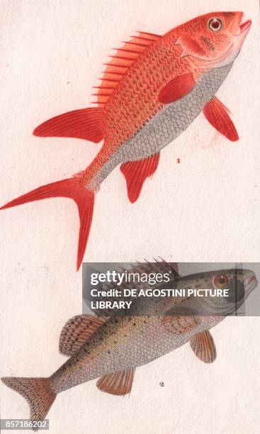 Squirrelfish , 2 Ruffe , colour copper engraving, retouched in watercolour, 9x15 cm, from Dizionario delle scienze naturali compilato da vari...