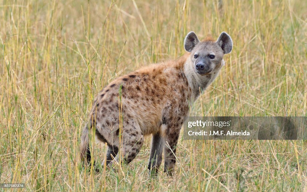 Spotted hyena  (Crocuta crocuta)
