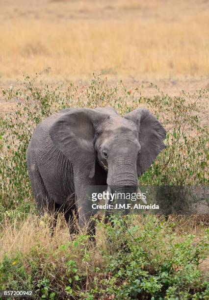 african elephant  - elephantidae loxodonta africana - africano stock pictures, royalty-free photos & images