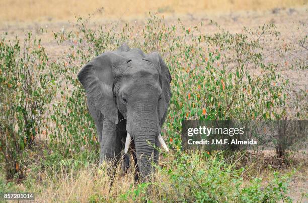 african elephant  - elephantidae loxodonta africana - africano stock pictures, royalty-free photos & images