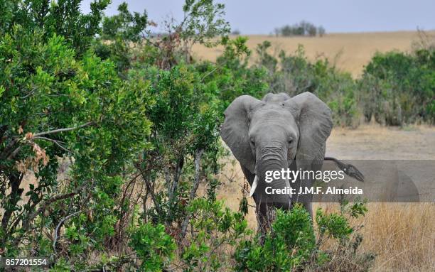 african elephant  - elephantidae loxodonta africana - africano stock pictures, royalty-free photos & images