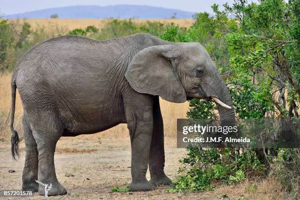 african elephant  - elephantidae loxodonta africana - africano stock pictures, royalty-free photos & images