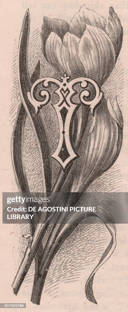 Letter T, drop cap letter, engraving, cm 10x5, by Frederick Edward ...