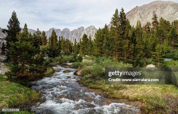 pine trees and rock creek - ansel adams wilderness area stock pictures, royalty-free photos & images