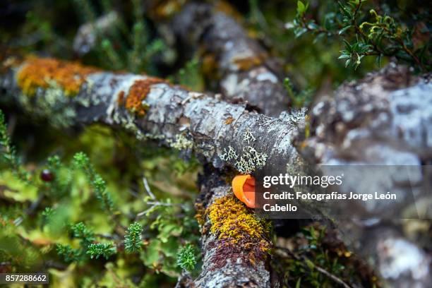 fungi aleurodiscus vitellinus in the forest of lake los leones - aisen del general carlos ibanez del campo stock pictures, royalty-free photos & images