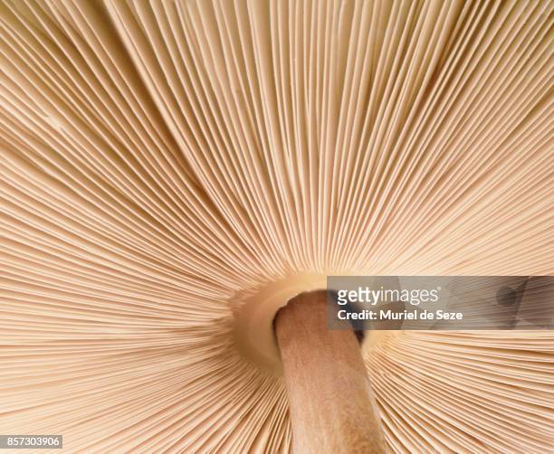 mushroom gills - hongos fotografías e imágenes de stock