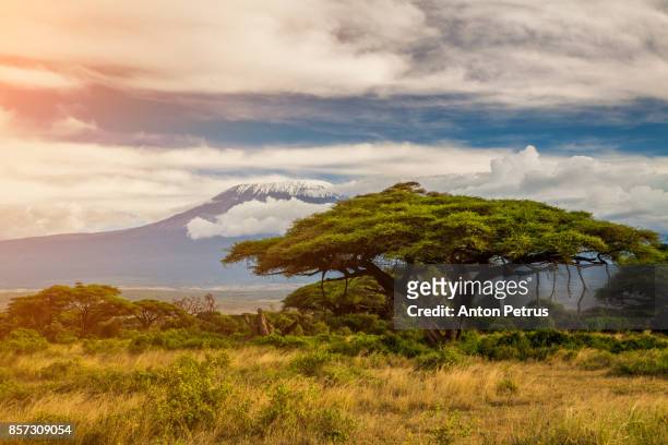 mount kilimanjaro, amboseli, kenya - savannah stock pictures, royalty-free photos & images
