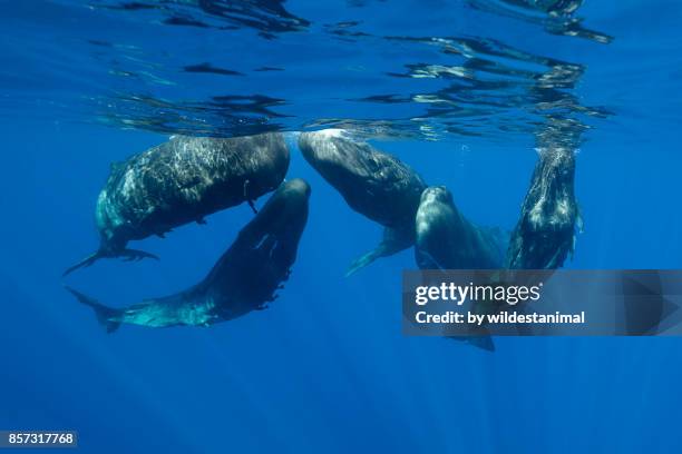 pod of sperm whale calves and juveniles in a social group, north western mauritius, indian ocean. - sperm whale stock pictures, royalty-free photos & images