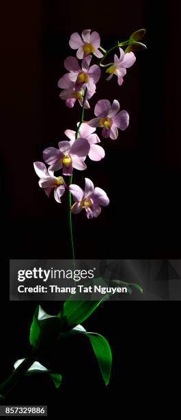 beautiful orchid on dark background - black white floral wallpaper stock pictures, royalty-free photos & images