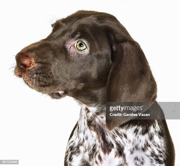portrait of  puppy - gandee stockfoto's en -beelden