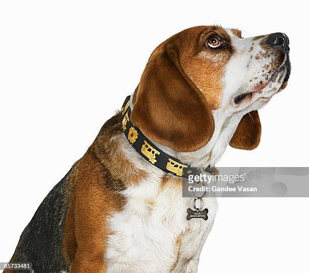 portrait of dog looking up - gandee stock pictures, royalty-free photos & images