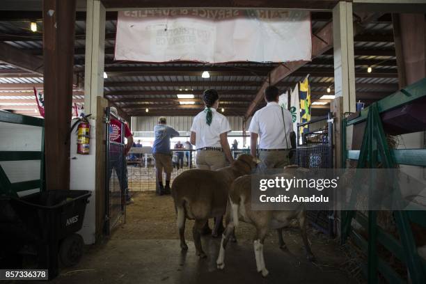Two teens wait with their sheep before the 4-H Sheep Show at the Calvert County Fair in Barstow, Md., United States on September 29, 2017. Livestock...