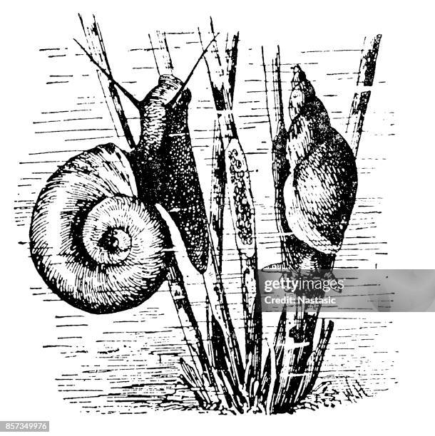 limnaeus stagnalis und weinbergschnecke (helix pomatia) - pond snail stock-grafiken, -clipart, -cartoons und -symbole