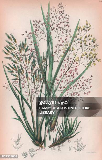 Tufted hair grass , 2 Smooth Alpine hair grass , 3 Waved hair grass , chromolithograph, ca cm 14x22, from The Flowering Plants, Grasses, Sedges, and...
