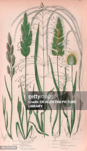 Ovate hares tail grass , 2 Spreading millet grass , 3 Awned nit grass , 4 European feather grass , 5 Annual beard grass , 6 Perennial beard grass ,...
