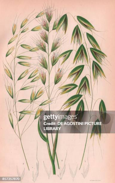 Wild oat grass , 2 Bristle pointed oat grass , 3 Narrow leaved perennial oat grass , chromolithograph, ca cm 14x22, from The Flowering Plants,...