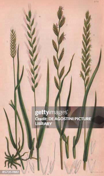 Crested wheat , 2 Rushy sea wheat , 3 Creeping wheat or Couch grass , 4 Fibrous rooted wheat , chromolithograph, ca cm 14x22, from The Flowering...