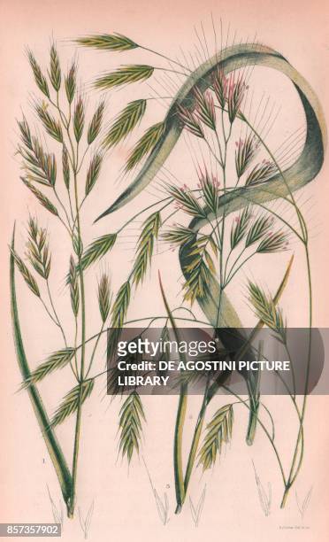 Upright brome grass , 2 Hatry wood brome grass , 3 Upright annual brome grass , chromolithograph, ca cm 14x22, from The Flowering Plants, Grasses,...