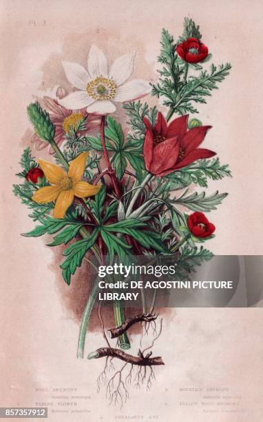Wood anemone , 2 Pasque flower , 3 Mountain anemone , 4 Yellow wood anemone , 5 Pheasants eye , chromolithograph, ca cm 14x22, from The Flowering...
