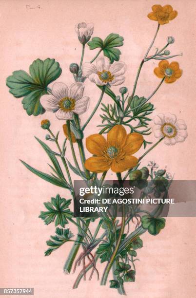 Water crowfoot , 2 Ivy leaved crowfoot , 3 Alpine white crowfoot , 4 Great spearwort , 5 Lesser spearwort , chromolithograph, ca cm 14x22, from The...